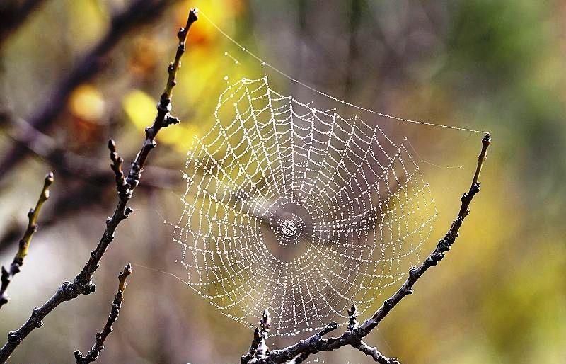 Nova aranha encontrada no Irã